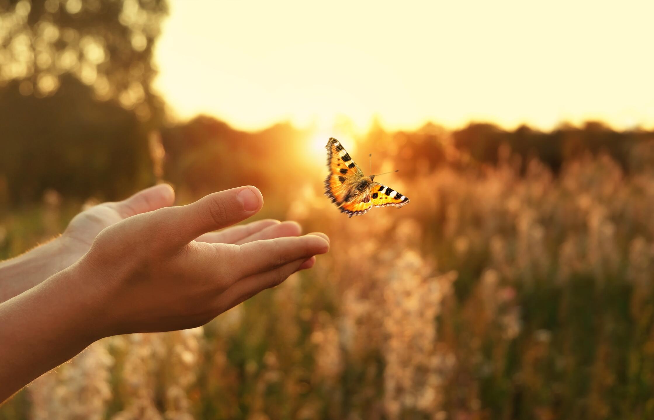 Flying,Butterfly,And,Man,Hands,On,Abstract,Sunny,Natural,Background. Flying,Butterfly,And,Man,Hands,On,Abstract,Sunny,Natural,Background.